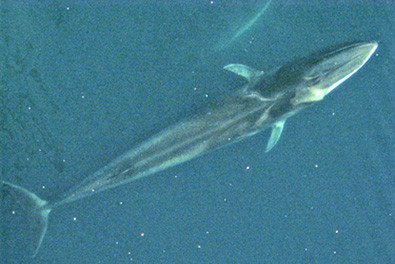 finwhale3.jpg