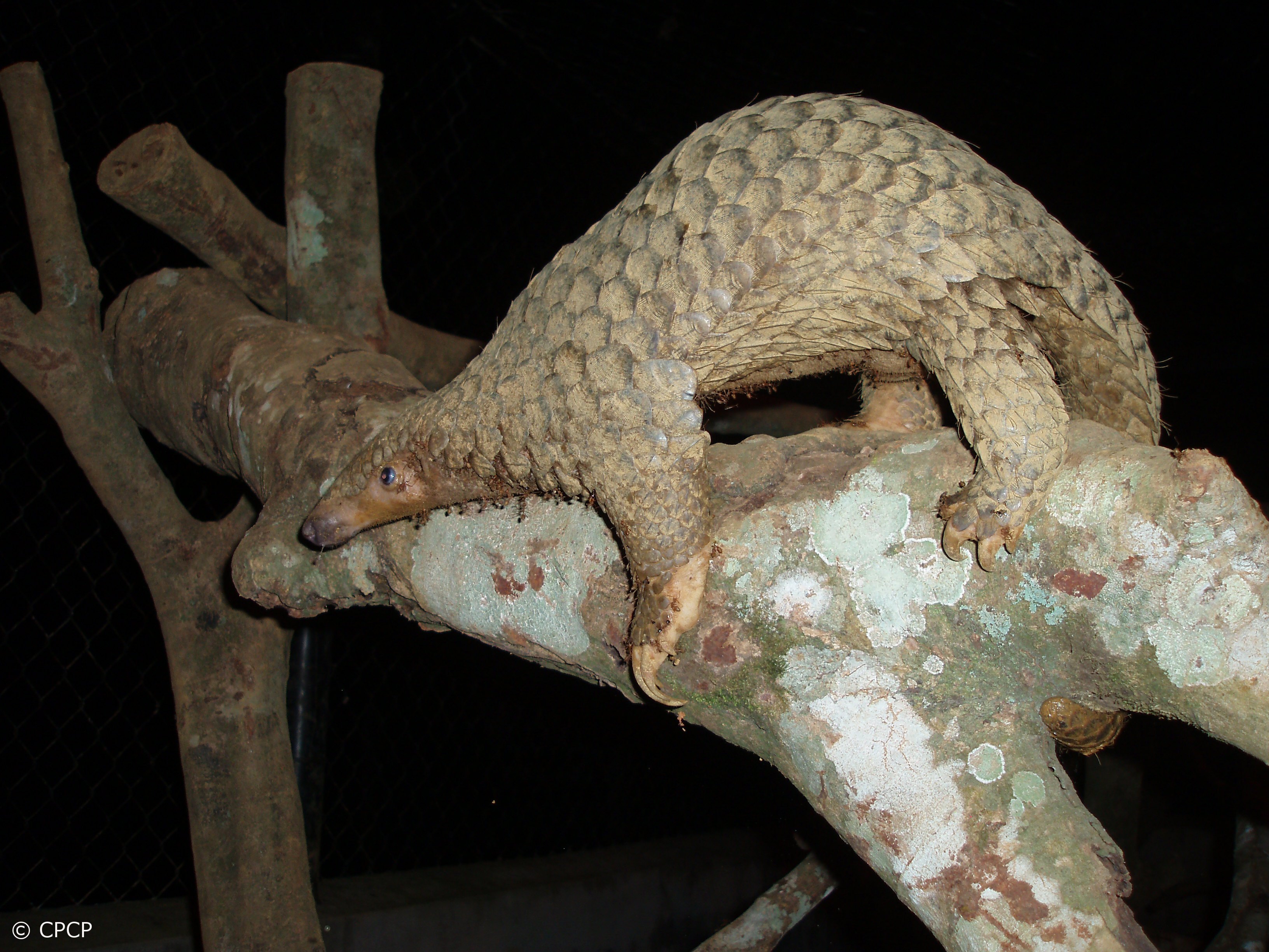 Tree Pangolin Climbing