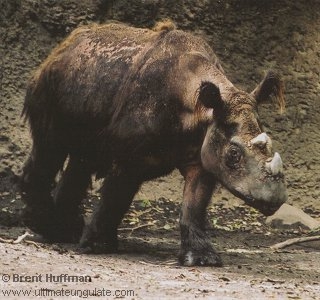 Translocation May Be The Last Chance For Sumatran Rhinos Edge Of Existence