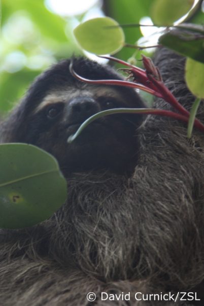 pygmy three toed sloth predators