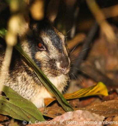 Species of the Week: Sumatran Striped Rabbit - EDGE of Existence