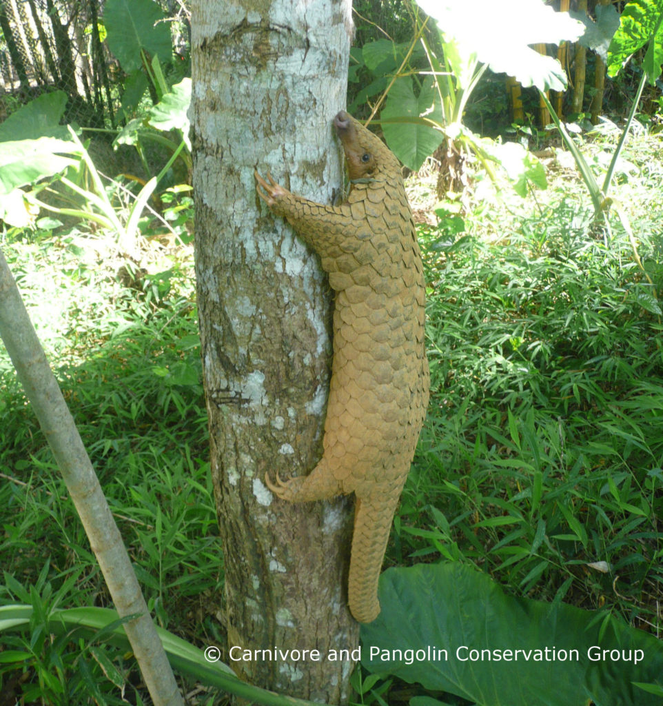 Conservation Of Pangolins Given Hope At Inaugural 'Scaling Up Pangolin ...