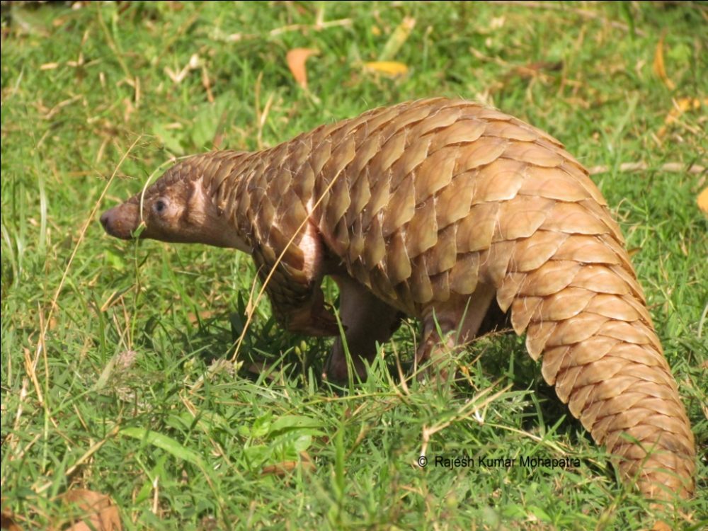 Plight of the pangolin: all eight species to move up EDGE list - EDGE