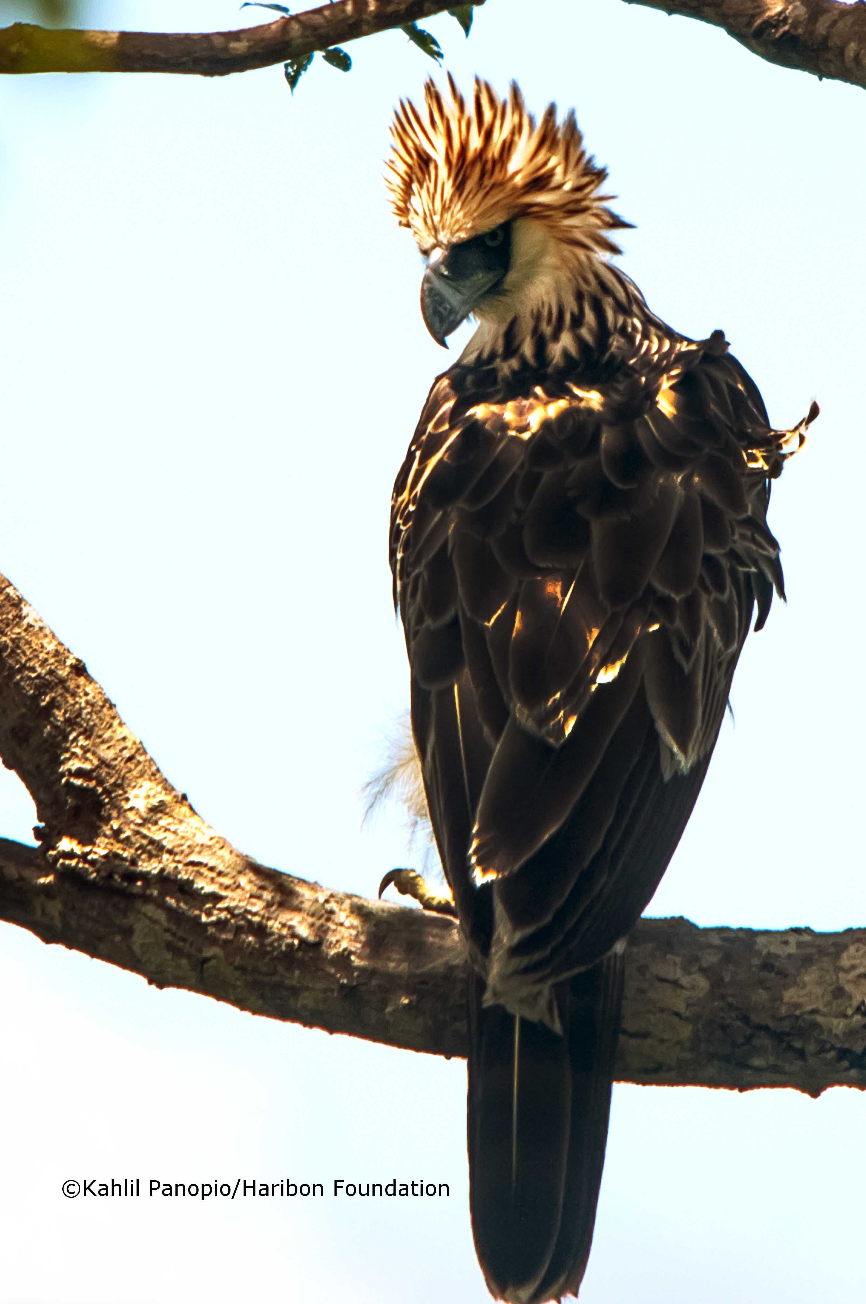 Philippine Eagle Picture
