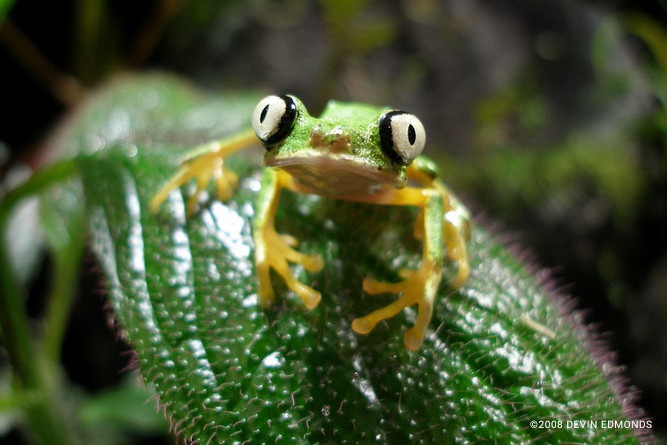 Lemur leaf frog  Smithsonian's National Zoo and Conservation Biology  Institute