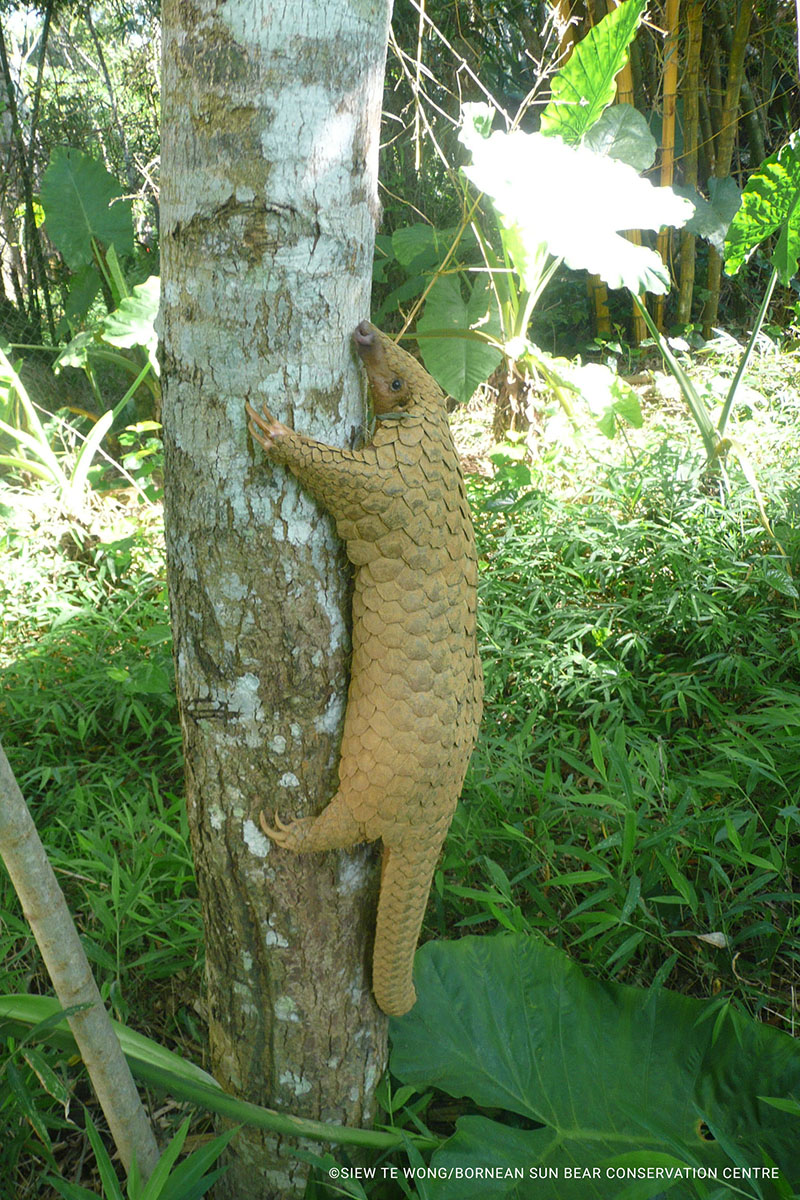 Sunda Pangolin Manis Javanica