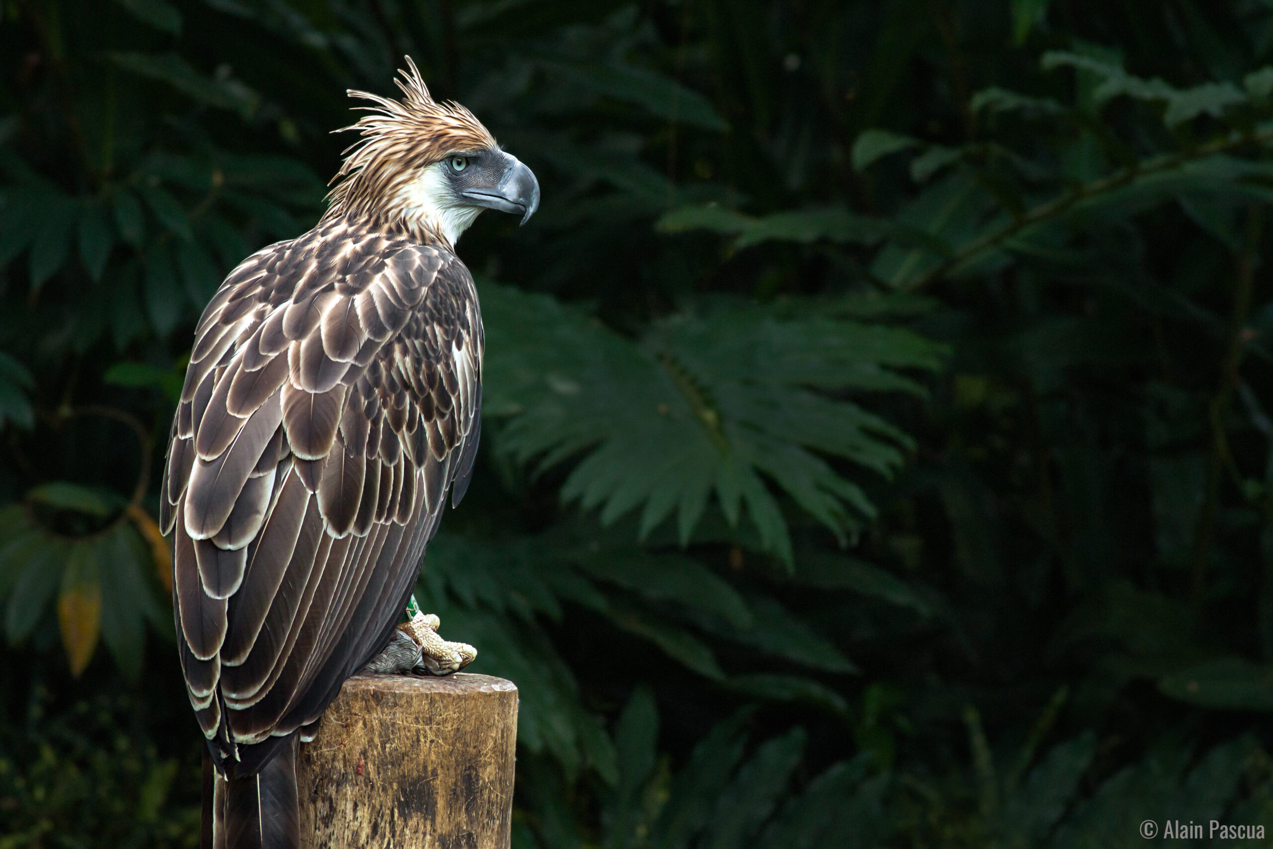 Black Hawk-eagle, Animal Database