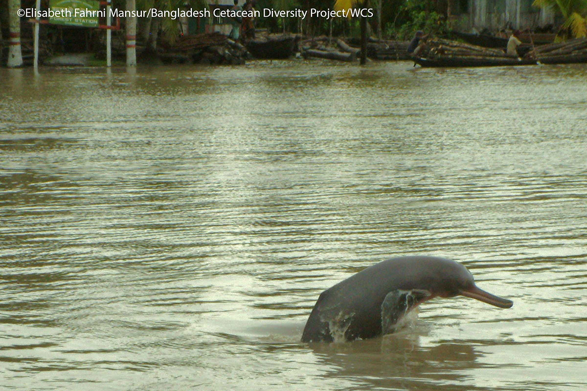 south asian river dolphin