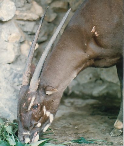 Saola Pseudoryx Nghetinhensis