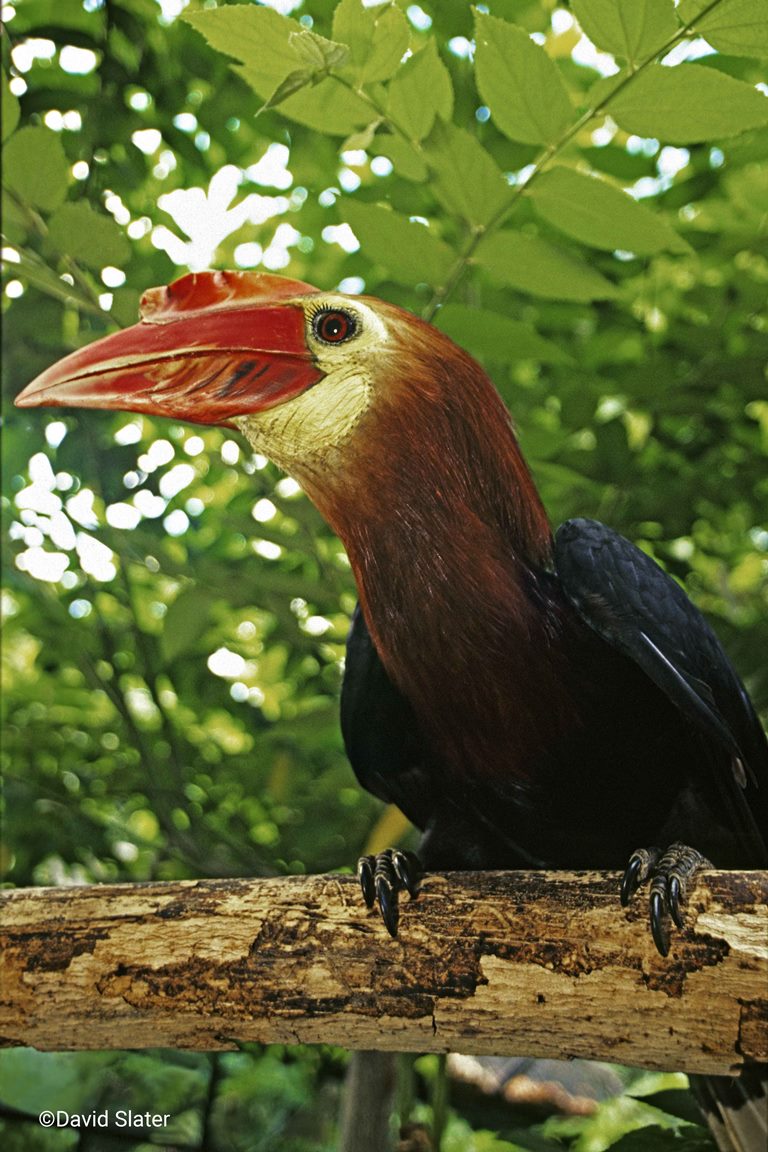 Rufous-headed Hornbill | Rhabdotorrhinus waldeni