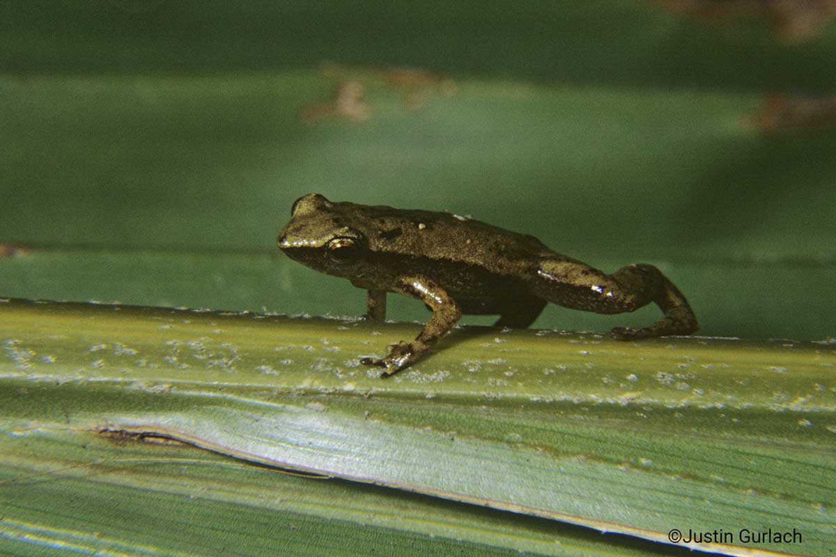 1 позвоночное животное. Лягушка зооглоссус. Сейшельские лягушки. Frog Palm.