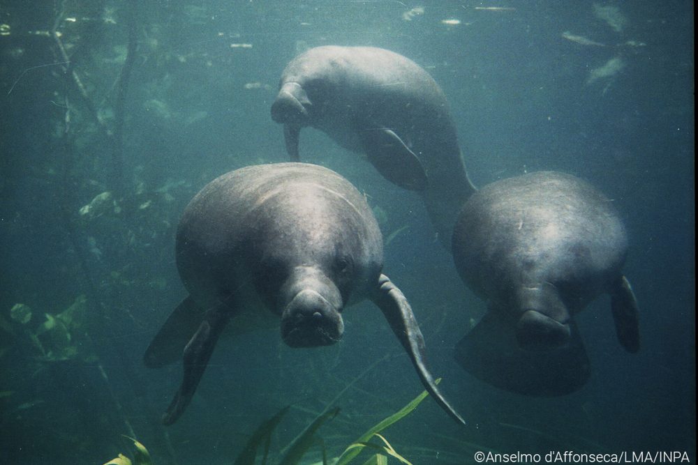 Amazonian Manatee Trichechus Inunguis