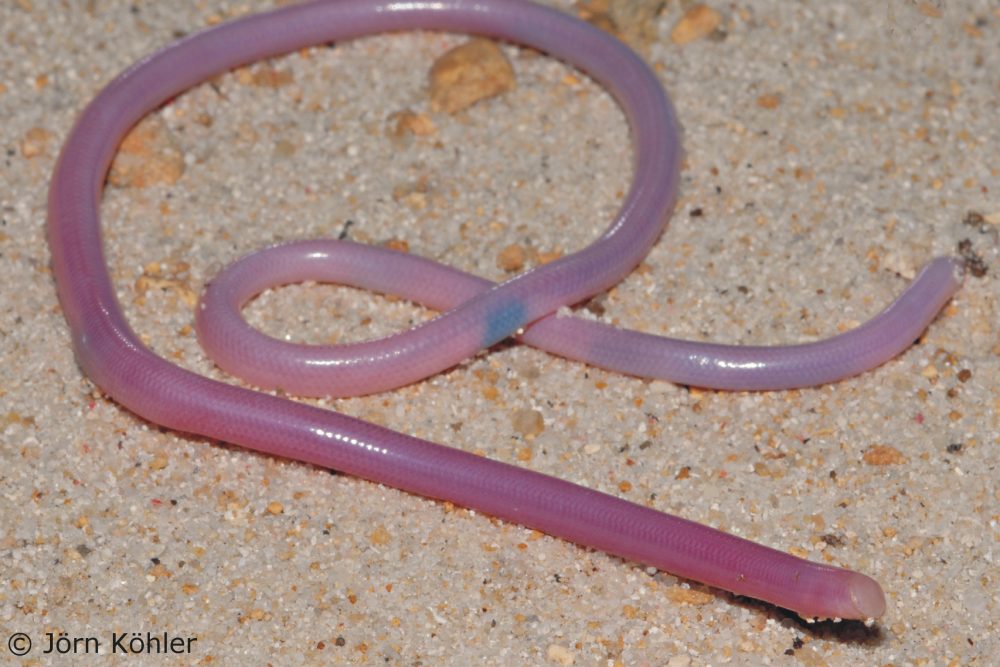 Madagascar blind snake | Xenotyphlops grandidieri