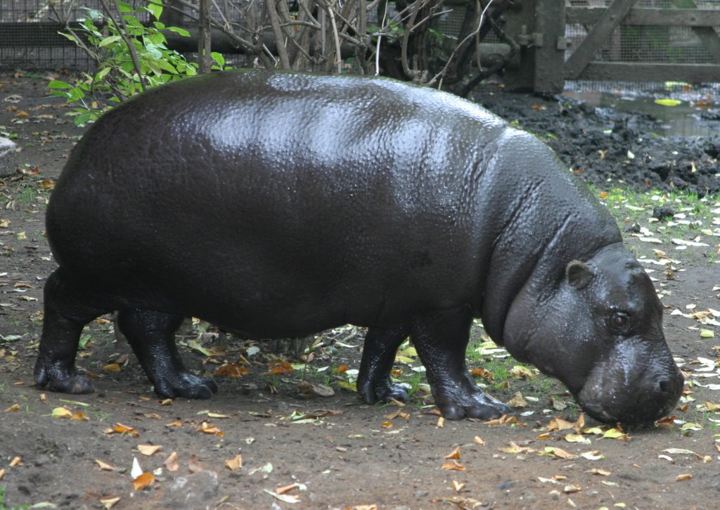 Conserving the Pygmy Hippo in Sierra Leone | EDGE of Existence