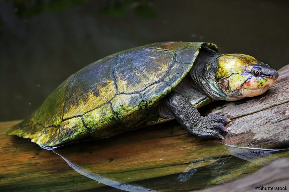 Top 10 Most Amazing EDGE Reptiles - EDGE of Existence