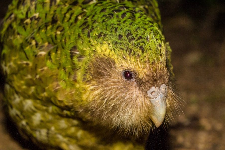 Kakapo on the EDGE: the fight to save the world’s weirdest parrot ...