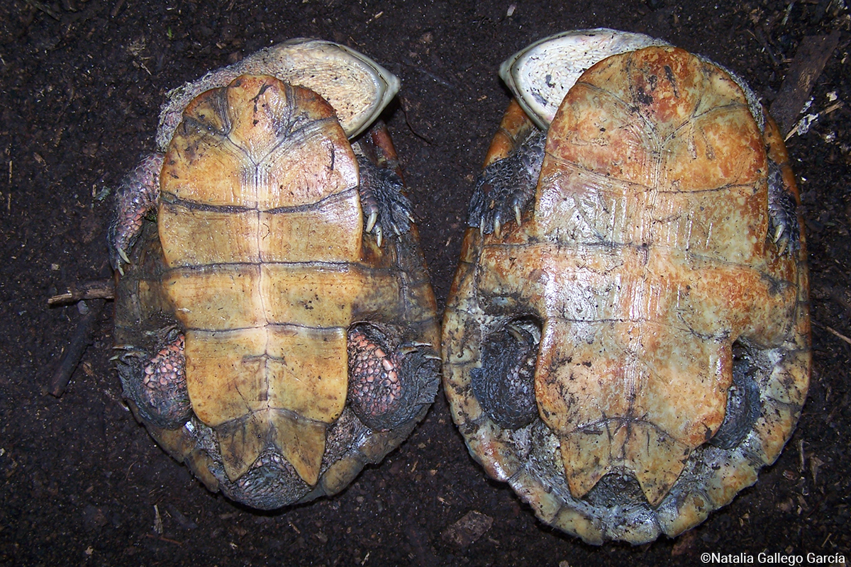 Dahl’s Toad-headed Turtle | Mesoclemmys dahli