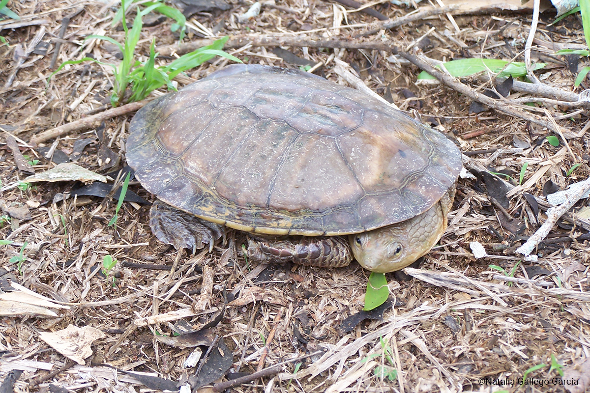 Dahl’s Toad-headed Turtle | Mesoclemmys dahli