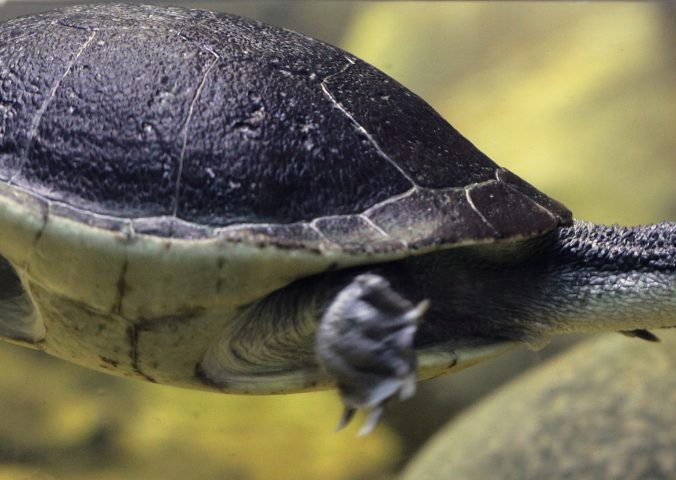 Roti Island Snake-necked Turtle | Chelodina mccordi