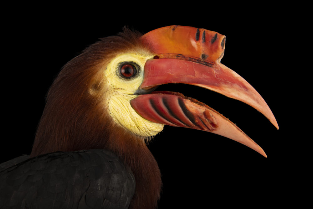 Rufous-headed Hornbill | Rhabdotorrhinus waldeni