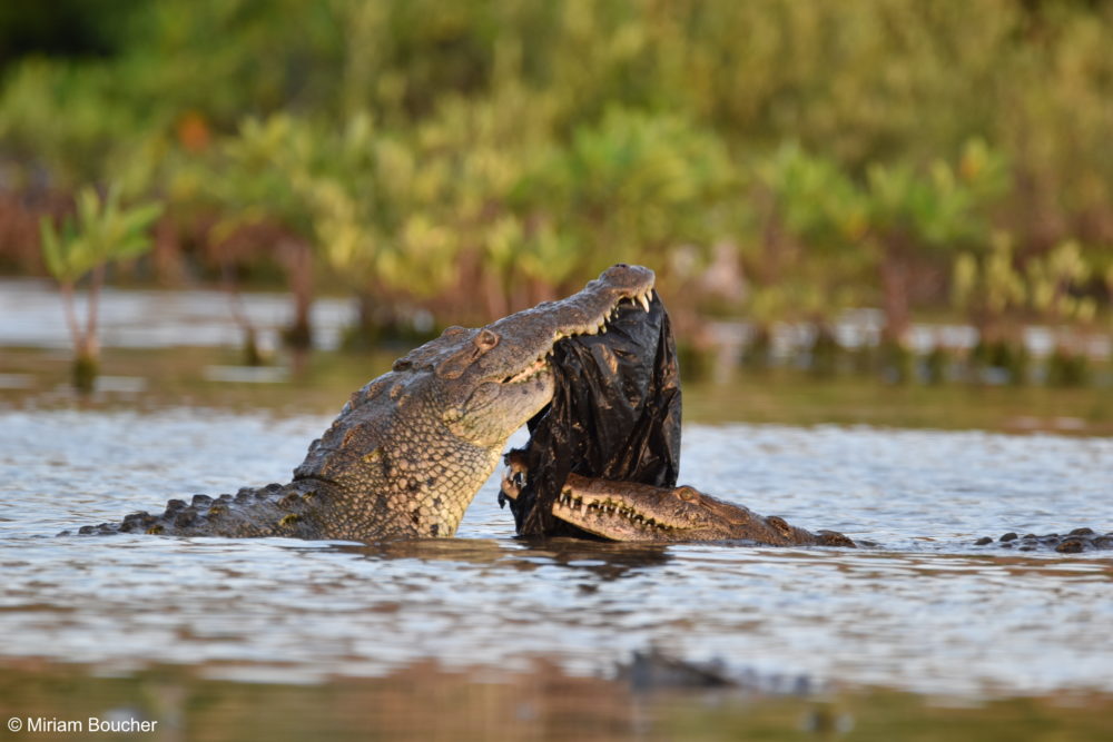 Crying crocodile tears: the disappearing diversity of crocodilians and ...