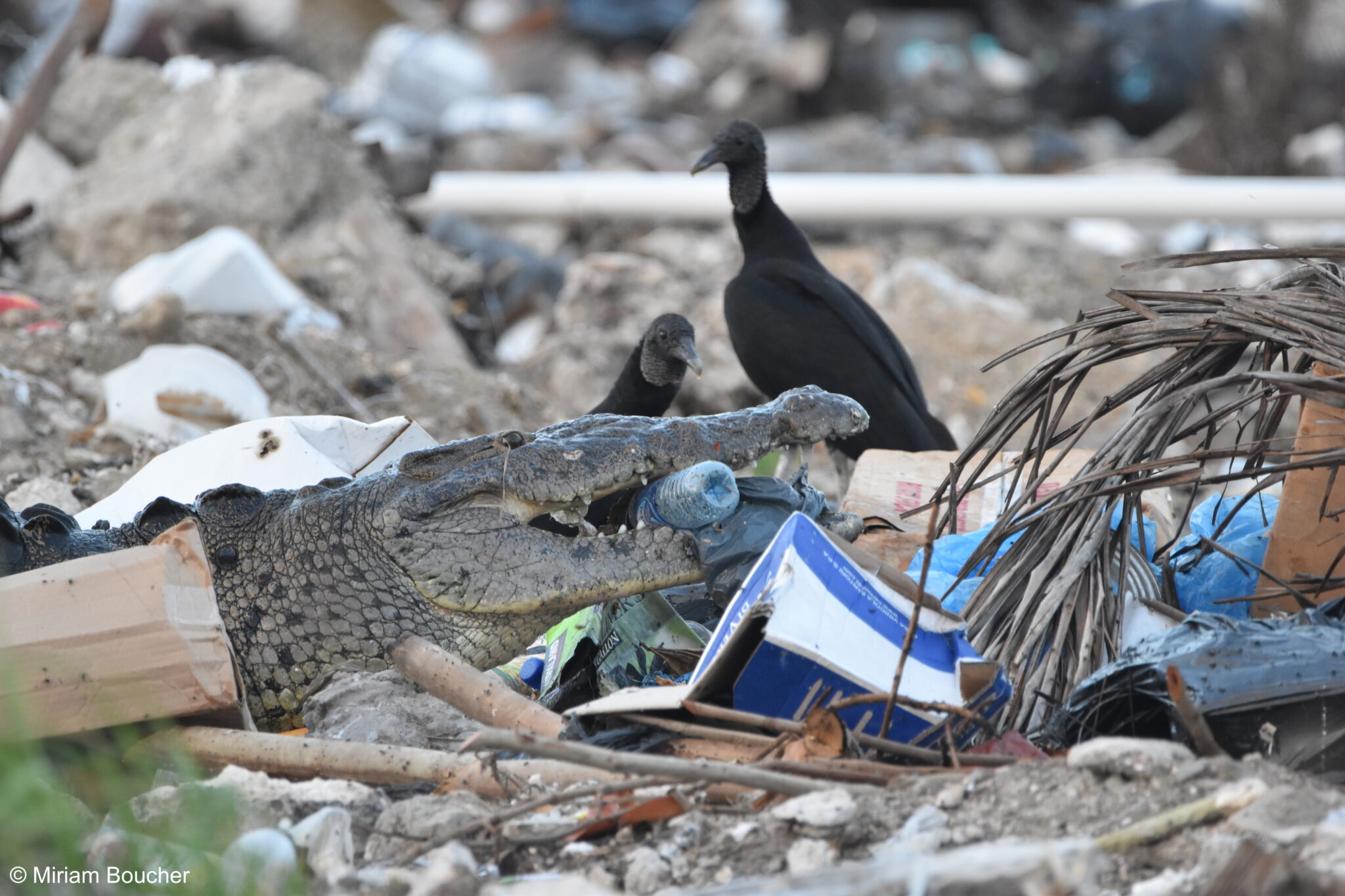 Crying crocodile tears: the disappearing diversity of crocodilians and ...