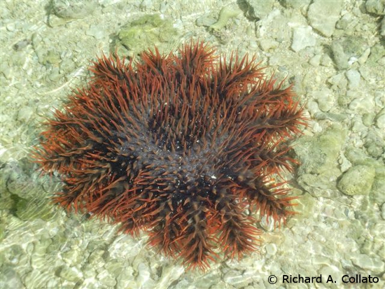 Crown_of_Thorns_Starfish.jpg